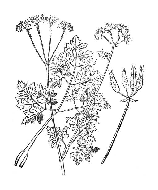 Chervil (Anthriscus cerefolium) - Vintage engraved illustration isolated on white background Vintage engraved illustration isolated on white background - Chervil (Anthriscus cerefolium) cerefolium stock illustrations