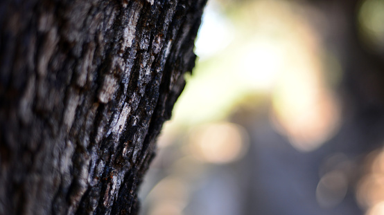 The trunk of a tree