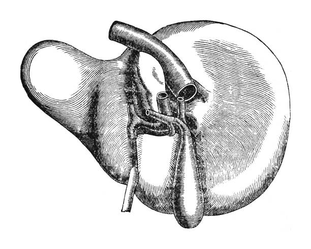 人間の肝臓 - 白い背景で隔離されたヴィンテージ刻印イラスト - engraved image engraving liver drawing点のイラスト素材／クリップアート素材／マンガ素材／アイコン素材