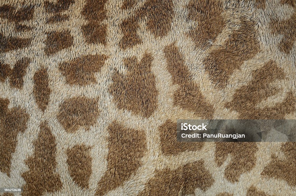 Pele de girafa - Royalty-free Alto - Descrição Física Foto de stock
