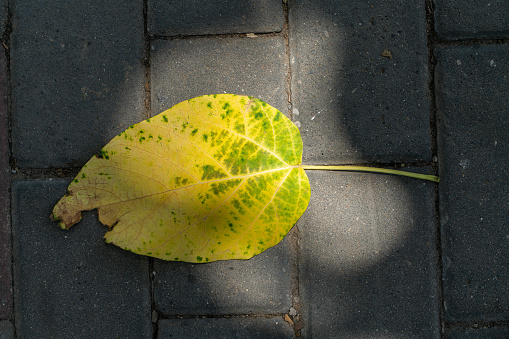 Fallen yellow leaves in autumn