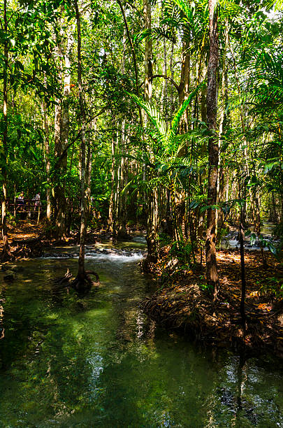 istock River in the jungle overgrown trees from  water 184212867