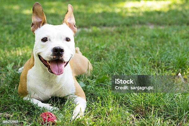 American Staffordshire Terrier Spielen Im Park Stockfoto und mehr Bilder von Welpe - Welpe, Abrichten, Blick in die Kamera