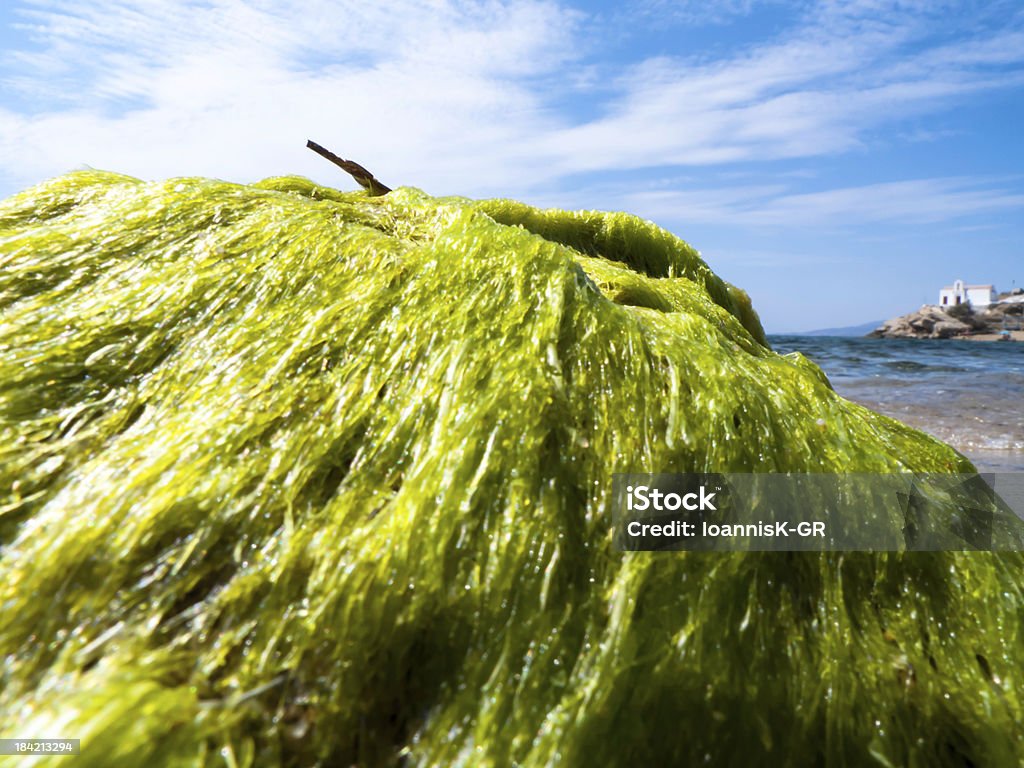 Alga verde ao longo da praia - Royalty-free Alga Foto de stock