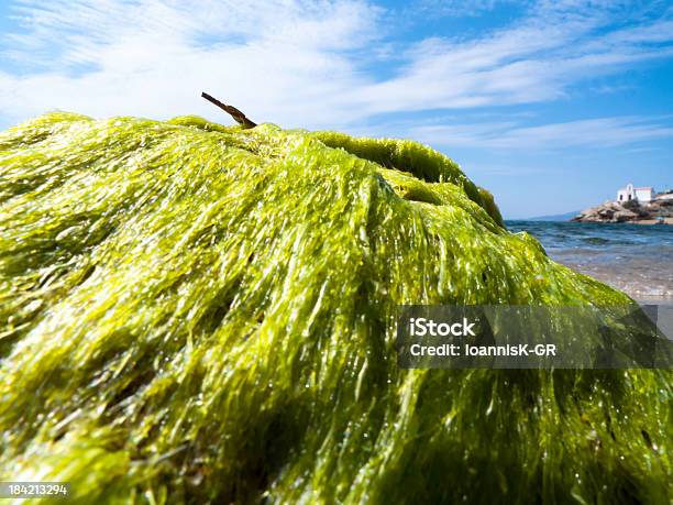 Alga Verde Ao Longo Da Praia - Fotografias de stock e mais imagens de Alga - Alga, Alga verde, Ao Ar Livre
