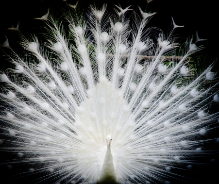 white peacock shows its tail