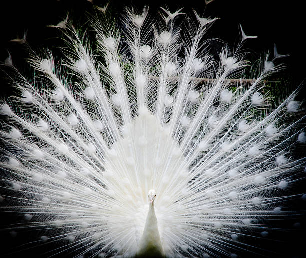 white peacock stock photo