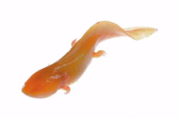 Photo of yellow etiolation American Axoloto salamander newt