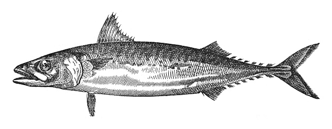 Vintage engraved illustration isolated on white background - Atlantic mackerel (Scomber scombrus)