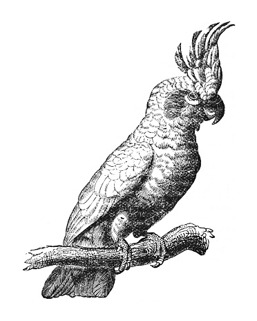 Vintage engraved illustration isolated on white background - Yellow-crested cockatoo (Cacatua sulphurea)