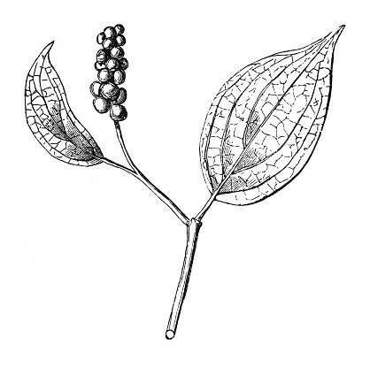 Vintage engraved illustration isolated on white background - Black pepper (Piper nigrum)