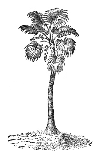 Vintage engraved illustration isolated on white background - Doub palm, palmyra palm, tala or tal palm, toddy palm, lontar palm, wine palm or ice apple (Borassus flabellifer)
