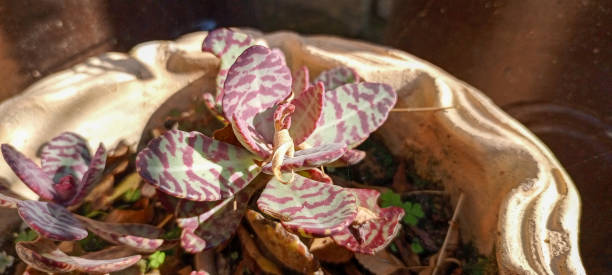 kalanchoe marmorata - elefantenohr stock-fotos und bilder