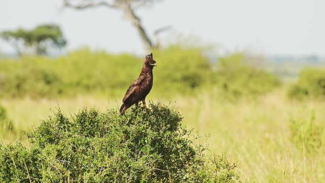 African Crowned Eagle Bird Perching on Bush in Africa, African Birds Perched on Perch on a Branch, Branches of Bushes on Wildlife Safari in Masai Mara, Kenya, Maasai Mara Birdlife