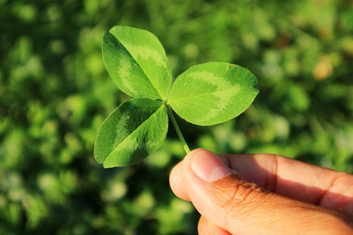 Closeup of Vibrant Green Three-leaf Clover in Hand with Blurry Clover Field in the Backdrop