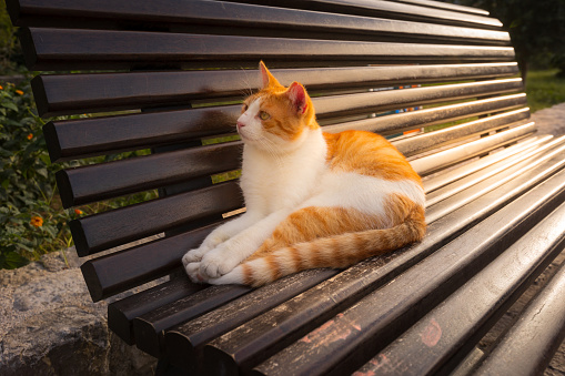Cute red ginger stray cat relaxing on a bench in the Old Town of Kotor, Montenegro, Europe