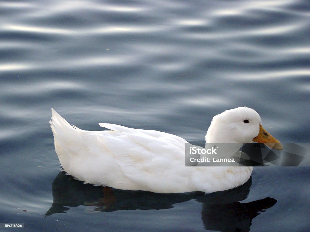 Белый утиный, плавающие в пруд темно-синий - Стоковые фото Без людей роялти-фри