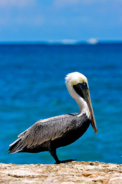 istock little white black pelican 184216630