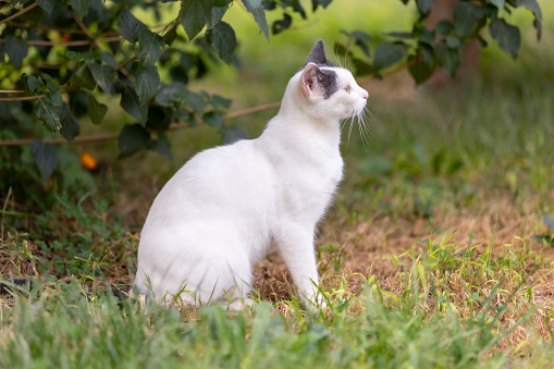 White adult domestic cat sitting in grass and looking to the right side