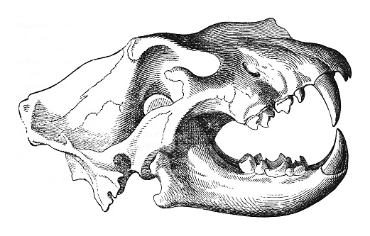 Vintage engraved illustration isolated on white background - Lion (Panthera leo) skull