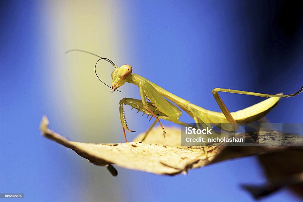 Mantis religiosa de Niza de color rosa con fondo - Foto de stock de Ala de animal libre de derechos