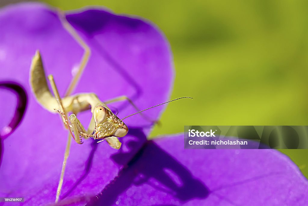 Mantis, 니체 핑크 배경 색상 - 로열티 프리 가까운 스톡 사진