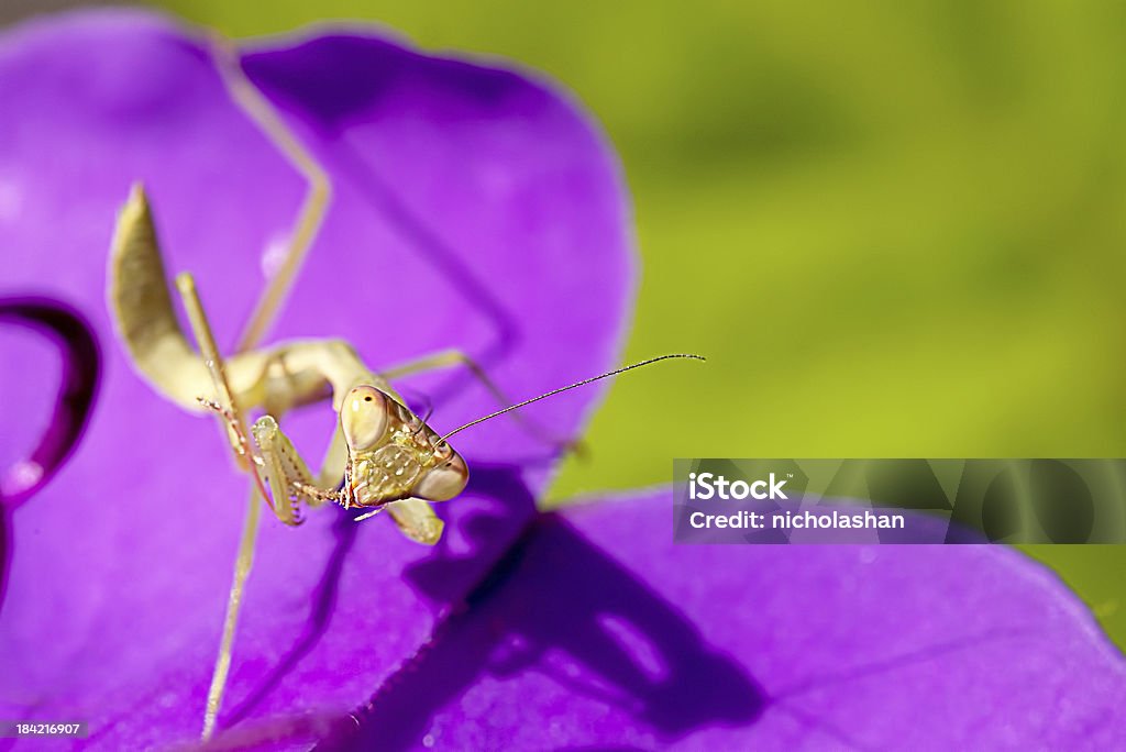 Louva-a-deus com nice Rosa cor de fundo - Royalty-free Antena - Parte do corpo animal Foto de stock