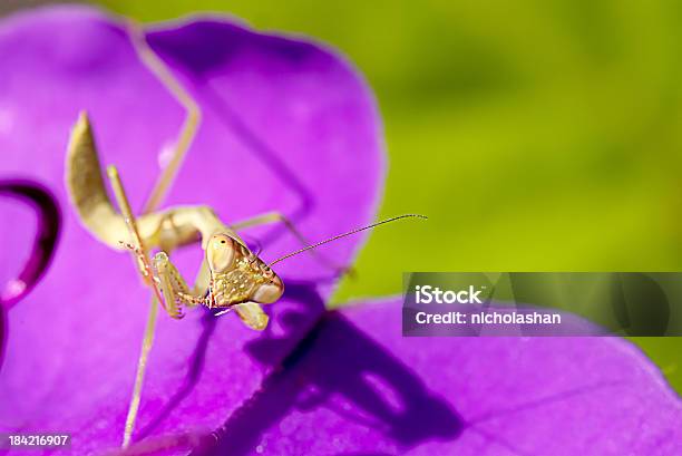 Louvaadeus Com Nice Rosa Cor De Fundo - Fotografias de stock e mais imagens de Antena - Parte do corpo animal - Antena - Parte do corpo animal, Asa de animal, Beleza