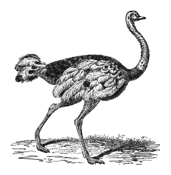 istock Ostrich (Struthio camelus) - Vintage engraved illustration isolated on white background 1842169315