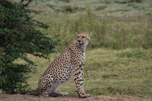 istock Gepard im Nationalpark Tsavo Ost und Tsavo West 1842169636