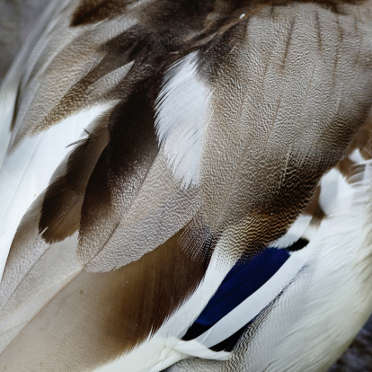 Detail of a duck head. Ducks feed on traditional rural barnyard. Close up of waterbird standing on barn yard. Free range poultry farming concept.