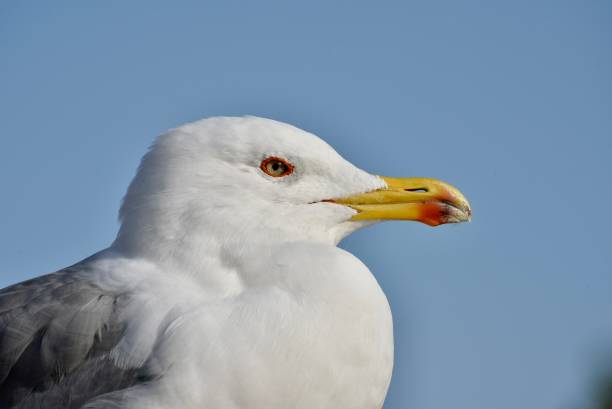 istock seagull close up on clear blue sky 1842172011