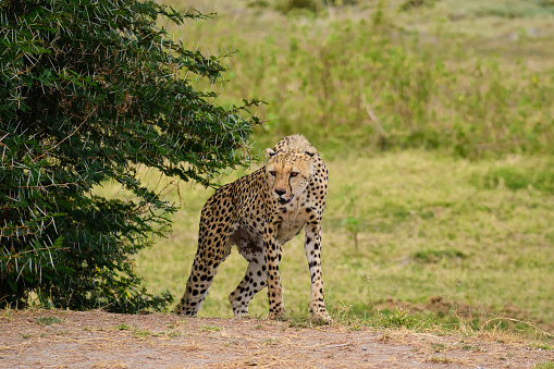 Gepard im Nationalpark Tsavo Ost und Tsavo West