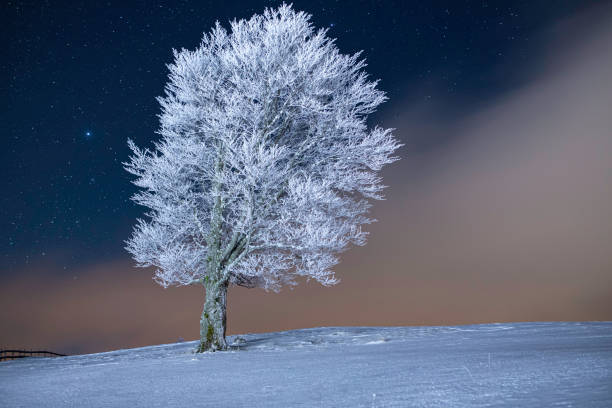Night landscape with a lone tree under stars and mist rising from valley. Colorful authentic winter frosty composition with copy space.