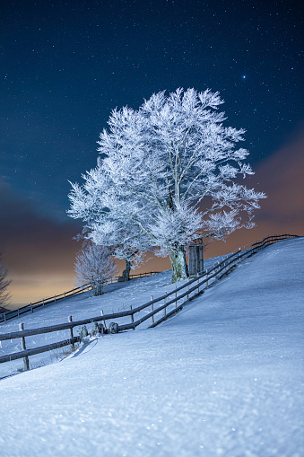 Winter landscape with beautiful lone frosty tree and snow under cold starry night.