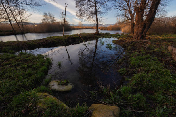 View of a swamp with reeds in the background in autumn.