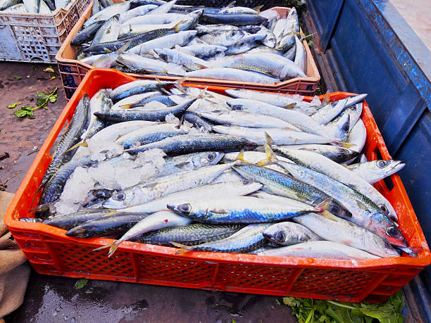 istock Fresh Fishes in Rabat, Morocco 184218703