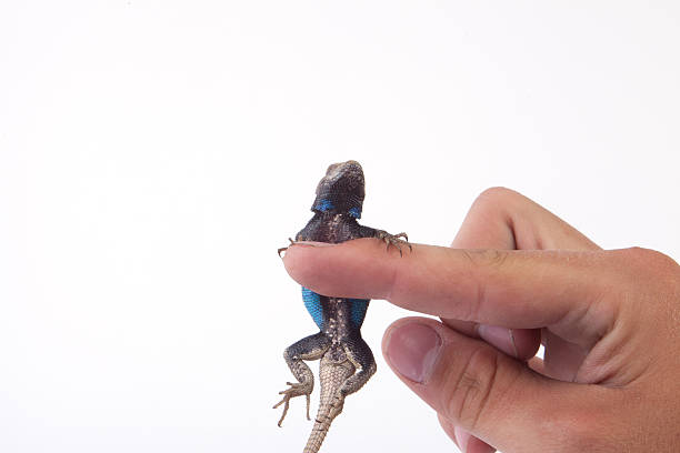 istock Male Fence Lizard 184218814