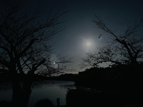 tree branches on the edge of a dark lake lit by moonlight