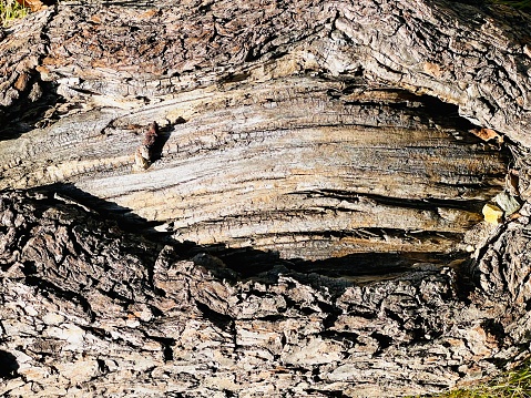 abstract close up photo of old tree bark