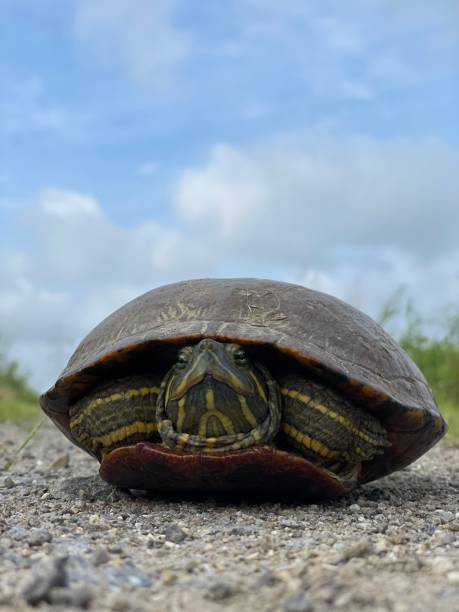 istock Turtle hide in shell on the street 1842191159