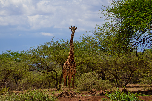 Giraffen im Nationalpark Tsavo Ost, Tsavo West und Amboseli in Kenia