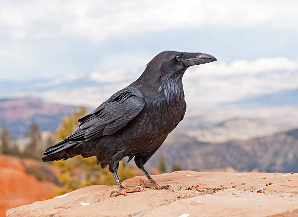 Common Raven on a rock ledge stock photo