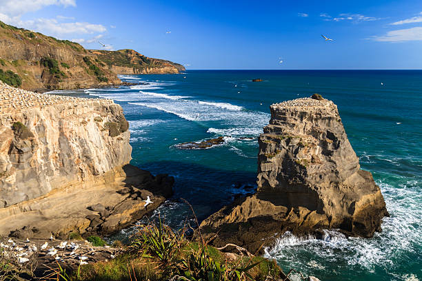 무라와이 플라주, auckland, new zealand - murawai beach 뉴스 사진 이미지