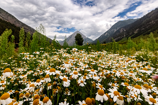 Oxeye Daisy flowers on a wildflower meadow captured in springtime. The image shows some mountains and hills in the background.