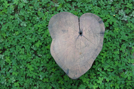 love wood on green leaves