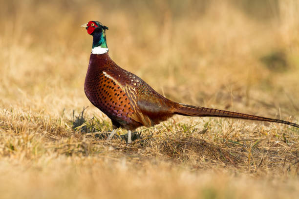 istock Bird - Common pheasant Phasianus colchius Ring-necked pheasant, autumn time wildlife Poland Europe 1842209715