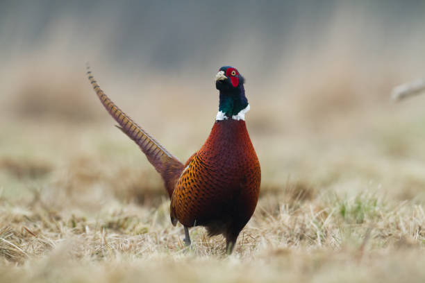 istock Bird - Common pheasant Phasianus colchius Ring-necked pheasant, autumn time wildlife Poland Europe 1842209719