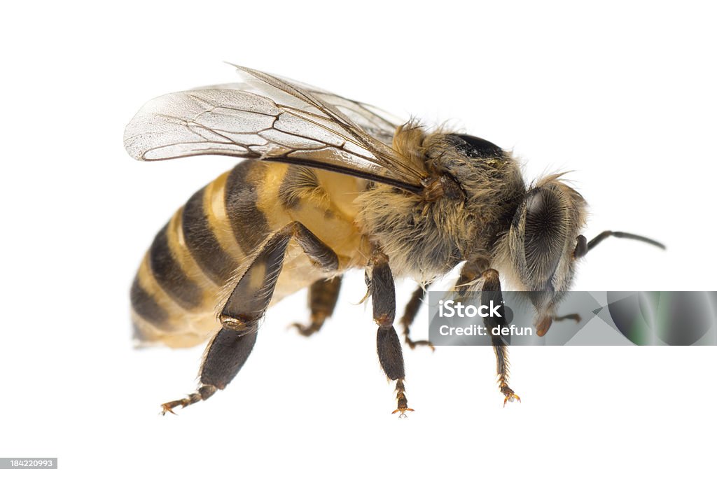 Close-up of a single yellow and black honey bee insect honey bee isolated on white Bee Stock Photo