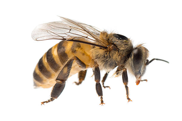 Close-up of a single yellow and black honey bee insect honey bee isolated on white bee photos stock pictures, royalty-free photos & images